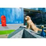 creche para cachorro Itaim Bibi