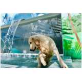 day care para cachorro telefone Perdizes