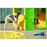 day care para cães Faria Lima
