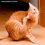 Dermatologia Veterinaria Sarna