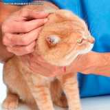 dermatologia veterinaria gatos Vila Mariana dermatologia veterinaria gatos Vila Mariana