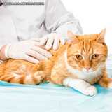empresa de dermatologia veterinaria gatos Santana de Parnaíba empresa de dermatologia veterinaria gatos Santana de Parnaíba