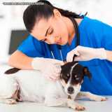 empresa de veterinario dermatologista Alphaville empresa de veterinario dermatologista Alphaville