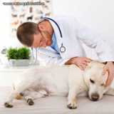 empresa de veterinario especializado em dermatologia Cidade Monções empresa de veterinario especializado em dermatologia Cidade Monções