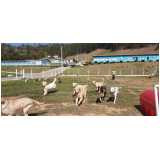 endereço de hotel para cachorros Berrini