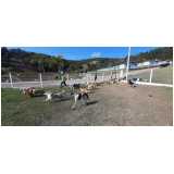 endereço de hotelzinho para cães Itaim Bibi