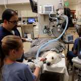 endoscopia digestiva cachorro Jardim América