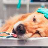 endoscopia em cães Tamboré