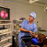 endoscopia-para-cachorros-endoscopia-de-cachorro-endoscopia-de-cachorro-agendar-pacaembu