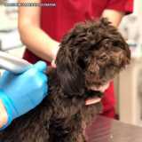 exame de clinica veterinaria dermatologia Vila Mariana exame de clinica veterinaria dermatologia Vila Mariana