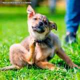exame de dermatologia veterinaria sarna Perdizes exame de dermatologia veterinaria sarna Perdizes