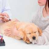 exame de sangue veterinário Jardim Paulista