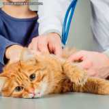 exame de veterinario dermatologia Faria Lima exame de veterinario dermatologia Faria Lima