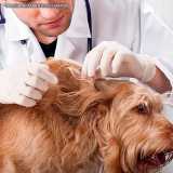 exame de veterinario especializado em dermatologia Consolação exame de veterinario especializado em dermatologia Consolação