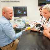 exame ecocardiograma veterinário Vila Mariana