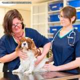exame ginecológico veterinário Pinheiros