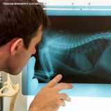 exame radiográfico veterinário Cidade Monções