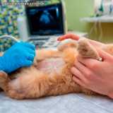 exame ultrassom veterinário Berrini exame ultrassom veterinário Berrini