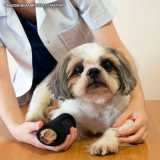 Exame Ortopédico Veterinário