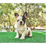 filhote bulldog francês preço Jardim Paulista