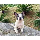 filhote bulldog francês Higienópolis