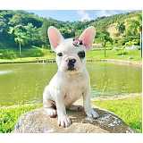 filhote bulldog preço Jardins