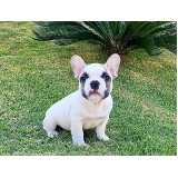 filhote bulldog valor Higienópolis