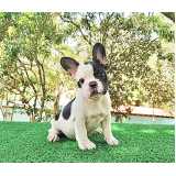 filhote bulldog Pacaembu