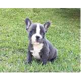 filhote de bulldog americano Cidade Monções