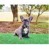 filhote de bulldog preço Tamboré