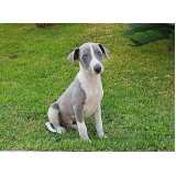 filhote de cachorro whippet Jardim Paulista filhote de cachorro whippet Jardim Paulista
