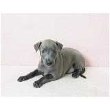 filhote preto de whippet Pacaembu filhote preto de whippet Pacaembu