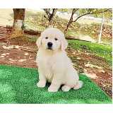 filhotes-de-golden-retriever