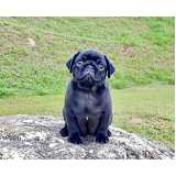 filhotes-de-pug-cachorro-pug-filhote-cachorro-pug-filhote-faria-lima