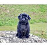 Filhote Pug Preto