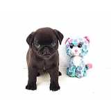 Raça Pug Filhote