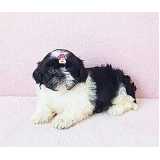 Filhote de Shih Tzu Marrom Filhote de Shih Tzu Marrom