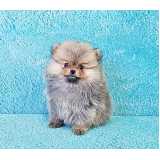 filhotes-de-spitz-alemao-anao-cachorro-filhote-de-spitz-alemao-anao-cachorro-filhote-de-spitz-alemao-anao-alphaville