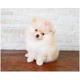 filhotes-de-spitz-alemao-anao-cachorro-filhote-de-spitz-alemao-anao-cachorro-filhote-de-spitz-alemao-anao-jardim-paulista