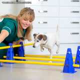 fisioterapia veterinária animal valores Itaim Bibi fisioterapia veterinária animal valores Itaim Bibi
