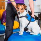 Clinica de Fisioterapia Veterinária