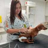 fisioterapia veterinária para cachorro Alto de Pinheiros fisioterapia veterinária para cachorro Alto de Pinheiros