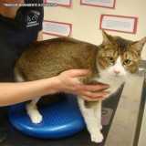 fisioterapia veterinária para gato Alto de Pinheiros fisioterapia veterinária para gato Alto de Pinheiros