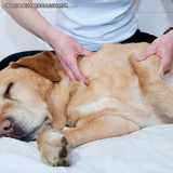 Veterinário Fisioterapeuta