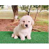 golden retriever branco filhote valor Jardim Paulista golden retriever branco filhote valor Jardim Paulista