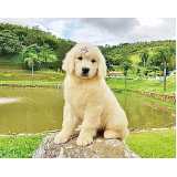golden retriever filhote preto preço Vila Mariana golden retriever filhote preto preço Vila Mariana
