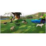 hotelzinho para cachorro telefone Santana de Parnaíba