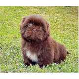 onde encontrar cachorro filhote shih tzu Higienópolis