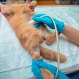 onde encontrar exame ultrassom veterinário Alto de Pinheiros onde encontrar exame ultrassom veterinário Alto de Pinheiros