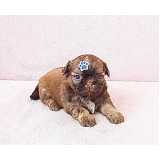onde encontrar shih tzu filhote fêmea Perdizes